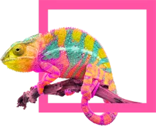 Corsto Web Design Ltd Chameleon